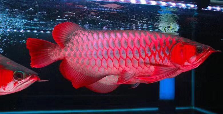 龍魚會長大嗎：龍魚是否會長大 龍魚會長大嗎：龍魚是否會長大 龍魚百科 第3張