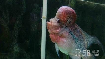 當(dāng)您決定不再飼養(yǎng)龍魚時，有幾種可能的選擇是您可以考慮的一些方法：如果你決定不再飼養(yǎng)龍魚時，有幾種可能的選擇