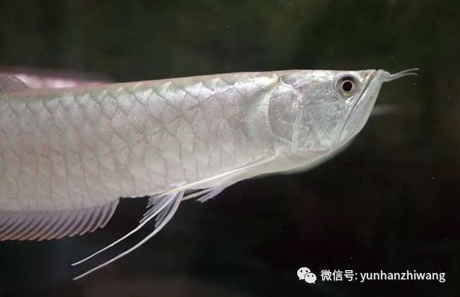 銀龍魚一般能活幾年