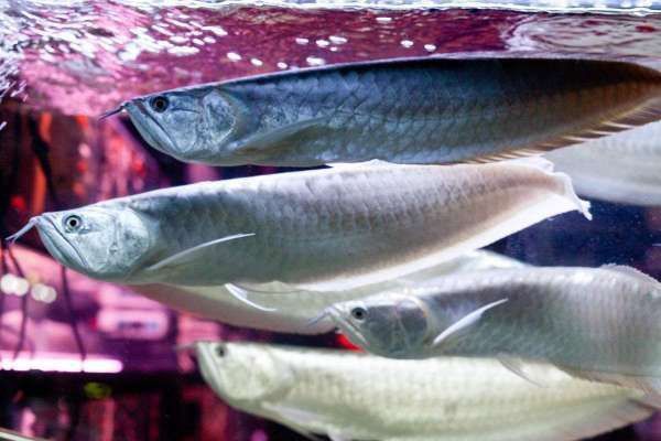 銀龍魚一般能活幾年
