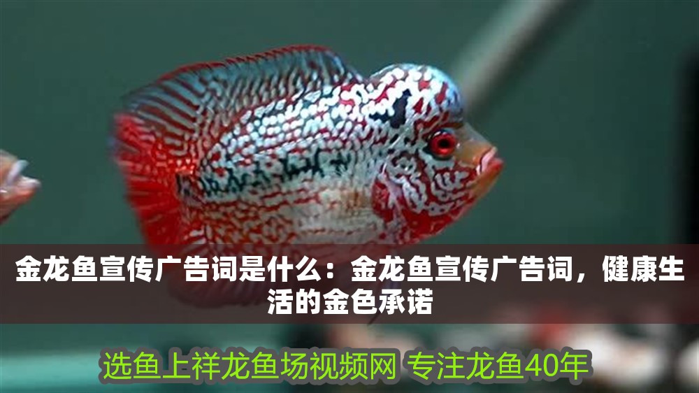 金龍魚宣傳廣告詞是什么：金龍魚宣傳廣告詞，健康生活的金色承諾