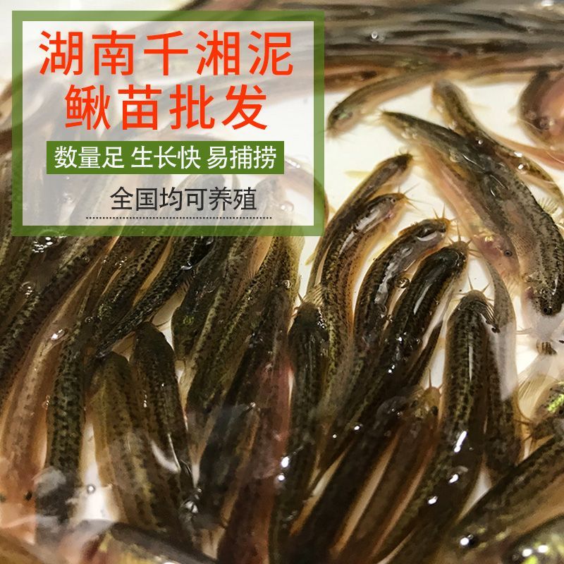 龍魚小苗適合吃什么東西:龍魚小苗在成長過程中需要攝取足夠的營養以支持其快速生長和發育 龍魚百科 第1張 龍魚小苗適合吃什么東西:龍魚小苗在成長過程中需要攝取足夠的營養以支持其快速生長和發育 龍魚小苗適合吃什么東西:龍魚小苗在成長過程中需要攝取足夠的營養以支持其快速生長和發育 龍魚百科 第1張