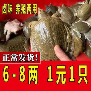 龍魚小苗適合吃什么東西:龍魚小苗在成長過程中需要攝取足夠的營養以支持其快速生長和發育 龍魚百科 第3張 龍魚小苗適合吃什么東西:龍魚小苗在成長過程中需要攝取足夠的營養以支持其快速生長和發育 龍魚小苗適合吃什么東西:龍魚小苗在成長過程中需要攝取足夠的營養以支持其快速生長和發育 龍魚百科 第3張