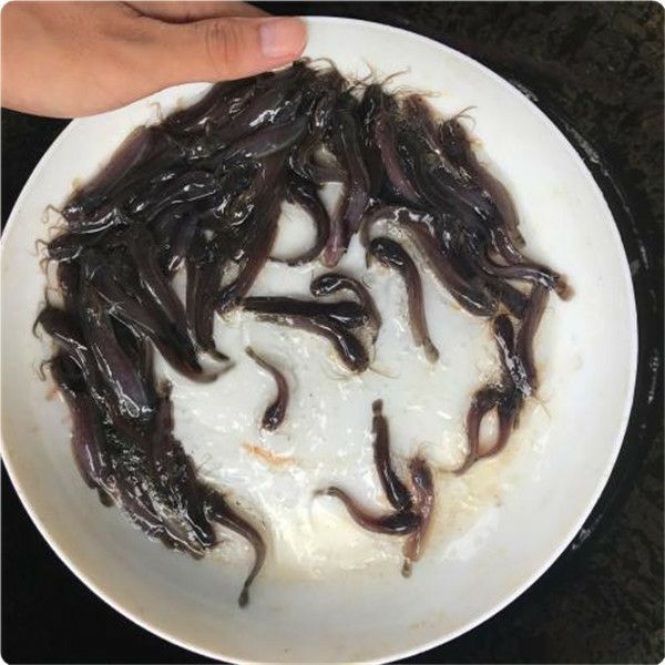 龍魚小苗適合吃什么東西:龍魚小苗在成長過程中需要攝取足夠的營養以支持其快速生長和發育 龍魚百科 第2張 龍魚小苗適合吃什么東西:龍魚小苗在成長過程中需要攝取足夠的營養以支持其快速生長和發育 龍魚小苗適合吃什么東西:龍魚小苗在成長過程中需要攝取足夠的營養以支持其快速生長和發育 龍魚百科 第2張