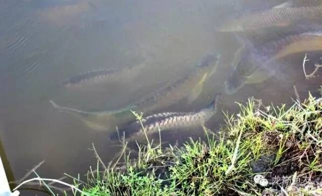 龍魚繁殖基地：福建龍魚繁殖基地參觀指南，龍魚繁殖基地參觀指南