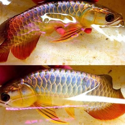 龍魚(yú)繁殖基地：福建龍魚(yú)繁殖基地參觀指南，龍魚(yú)繁殖基地參觀指南