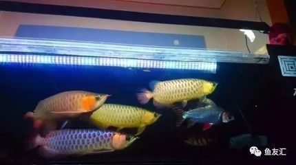 剛回來的龍魚晚上關(guān)燈嗎（剛接回家的龍魚，晚上是否應(yīng)該關(guān)燈，不同的魚友有不同的看法和建議）