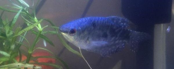 飼養龍魚的最佳水溫是多少：養龍魚的最佳水溫是在24-28度左右