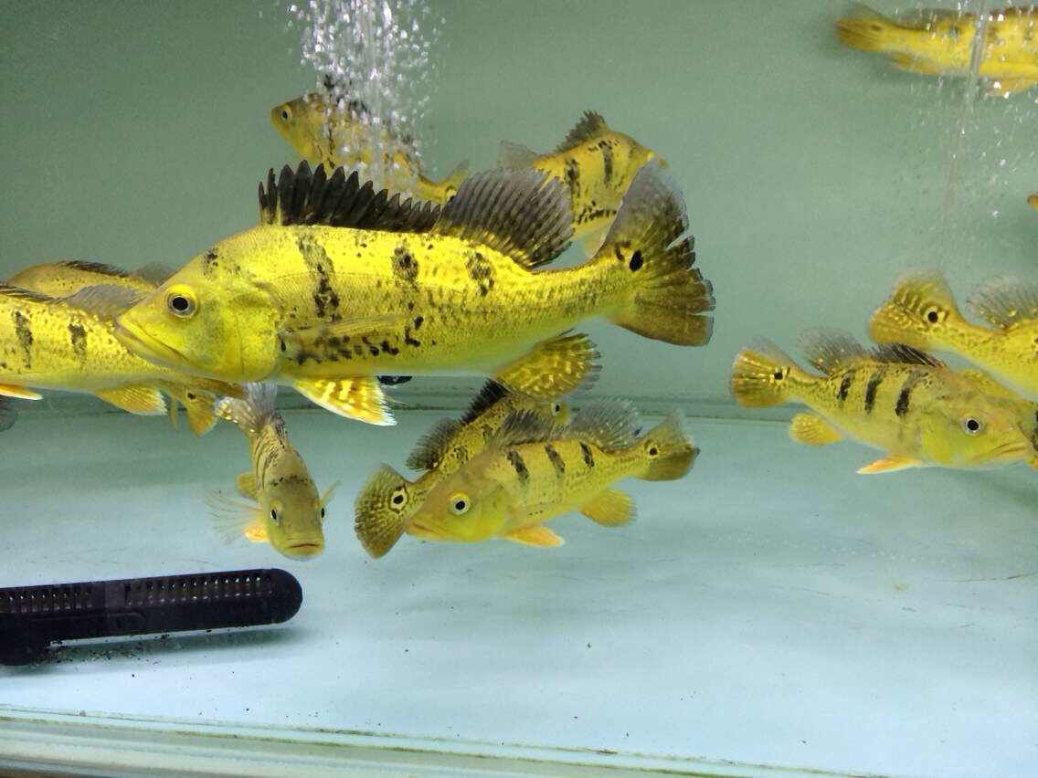 龍魚什么時候開始發色的：龍魚發色與光照的關系，不同品種龍魚發色特點