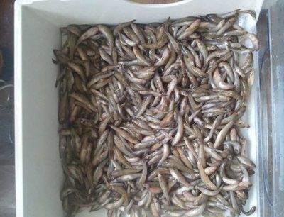 龍魚飼料魚用什么魚好：龍魚飼料魚的營養搭配建議龍魚飼料魚的營養搭配建議