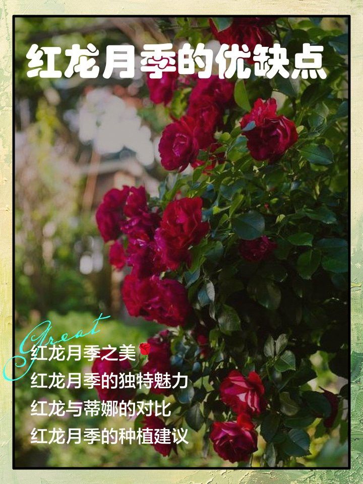 哪種材料最適合紅龍遮雨