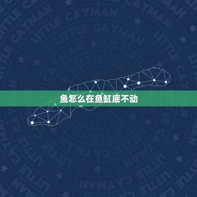 金龍魚在魚缸底下趴著不動了：金龍魚在魚缸底部不動為什么會死亡龍魚在魚缸底部不動 金龍魚在魚缸底下趴著不動了：金龍魚在魚缸底部不動為什么會死亡龍魚在魚缸底部不動 龍魚百科 第8張