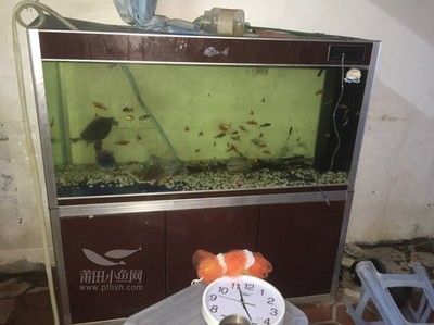 金龍魚在魚缸底下趴著不動了：金龍魚在魚缸底部不動為什么會死亡龍魚在魚缸底部不動 金龍魚在魚缸底下趴著不動了：金龍魚在魚缸底部不動為什么會死亡龍魚在魚缸底部不動 龍魚百科 第3張