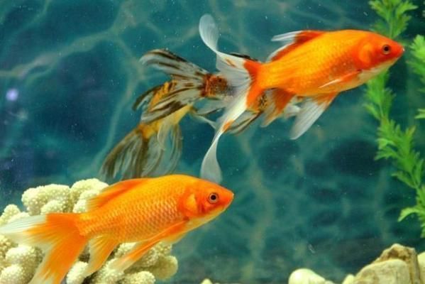 金龍魚在魚缸底下趴著不動了：金龍魚在魚缸底部不動為什么會死亡龍魚在魚缸底部不動 金龍魚在魚缸底下趴著不動了：金龍魚在魚缸底部不動為什么會死亡龍魚在魚缸底部不動 龍魚百科 第9張
