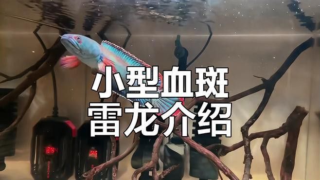 體型小的龍魚是什么魚圖片