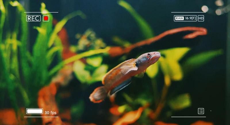 體型小的龍魚是什么魚圖片