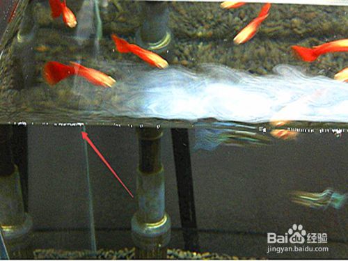 魚缸的水為什么會有很多泡沫，如何去除魚缸泡沫的有效方法
