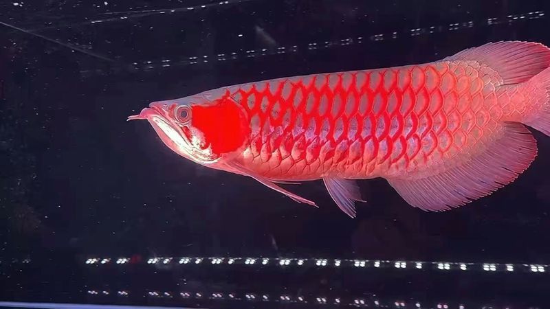 金龍魚壁紙豎屏：關于金龍魚壁紙豎屏的相關信息 金龍魚壁紙豎屏：關于金龍魚壁紙豎屏的相關信息 龍魚百科 第7張
