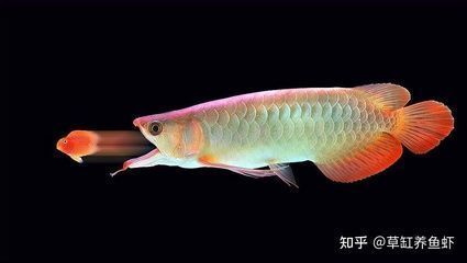 十大最好看的雷龍魚排名榜（十大最好看的雷龍魚排名榜，你知道幾個？） 十大最好看的雷龍魚排名榜（十大最好看的雷龍魚排名榜，你知道幾個？） 龍魚百科 第5張