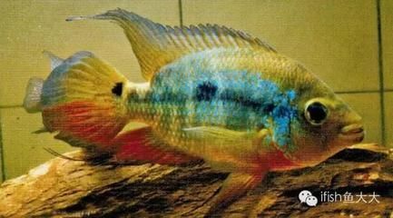龍魚和魟魚混養與掉眼的關系（關于龍魚和魟魚混養是否會增加掉眼的風險，搜索結果中的觀點并不一致） 龍魚和魟魚混養與掉眼的關系（關于龍魚和魟魚混養是否會增加掉眼的風險，搜索結果中的觀點并不一致） 龍魚百科 第5張