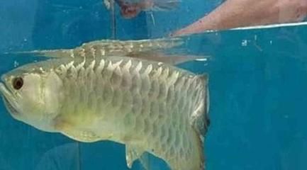 金龍魚一頓吃幾條魚最好（成年金龍魚一天喂食次數和每次喂食量需根據其大小和活動量來決定） 金龍魚一頓吃幾條魚最好（成年金龍魚一天喂食次數和每次喂食量需根據其大小和活動量來決定） 龍魚百科 第4張