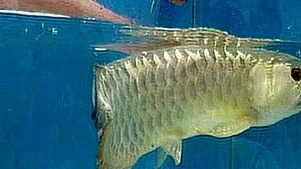 金龍魚一頓吃幾條魚最好（成年金龍魚一天喂食次數和每次喂食量需根據其大小和活動量來決定） 金龍魚一頓吃幾條魚最好（成年金龍魚一天喂食次數和每次喂食量需根據其大小和活動量來決定） 龍魚百科 第1張