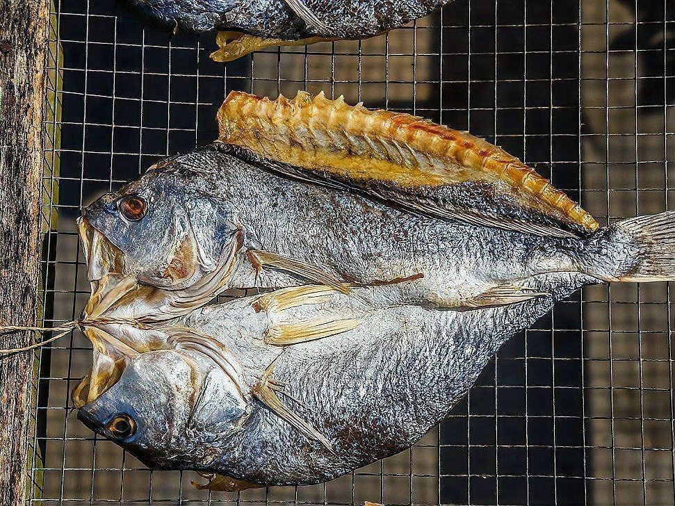 金雕魚盡量少吃的原因