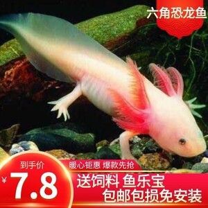 六角恐龍魚什么價格（六角恐龍魚價格因地區、品種、大小和顏色等因素有所不同）