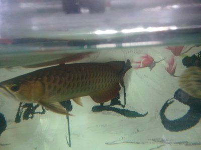 紅龍魚的正確飼養方法圖解大全圖片視頻教程下載（紅龍魚的飼養方法講解視頻）