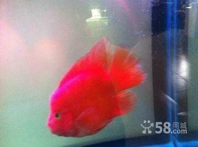 龍魚和招財魚（龍魚和招財魚在外觀、養殖特性以及風水寓意上有所不同）