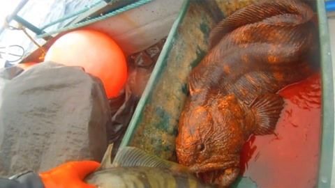 龍魚嚇到了一驚一乍的怎么辦：龍魚受驚的幾種方法可以幫助您有效處理龍魚受驚的方法 龍魚嚇到了一驚一乍的怎么辦：龍魚受驚的幾種方法可以幫助您有效處理龍魚受驚的方法 龍魚百科 第1張