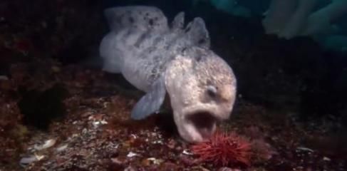 龍魚嚇到了一驚一乍的怎么辦：龍魚受驚的幾種方法可以幫助您有效處理龍魚受驚的方法 龍魚嚇到了一驚一乍的怎么辦：龍魚受驚的幾種方法可以幫助您有效處理龍魚受驚的方法 龍魚百科 第3張