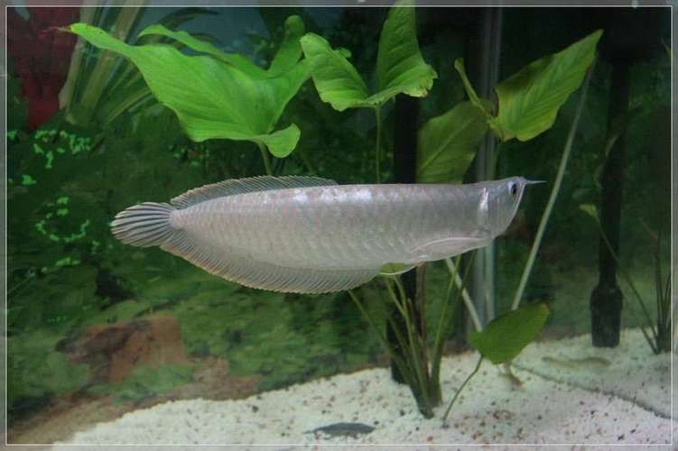 銀龍魚苗長什么樣圖片欣賞 銀龍魚苗長什么樣圖片欣賞 龍魚百科 第6張