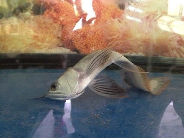 銀龍魚苗長什么樣圖片欣賞 銀龍魚苗長什么樣圖片欣賞 龍魚百科 第13張