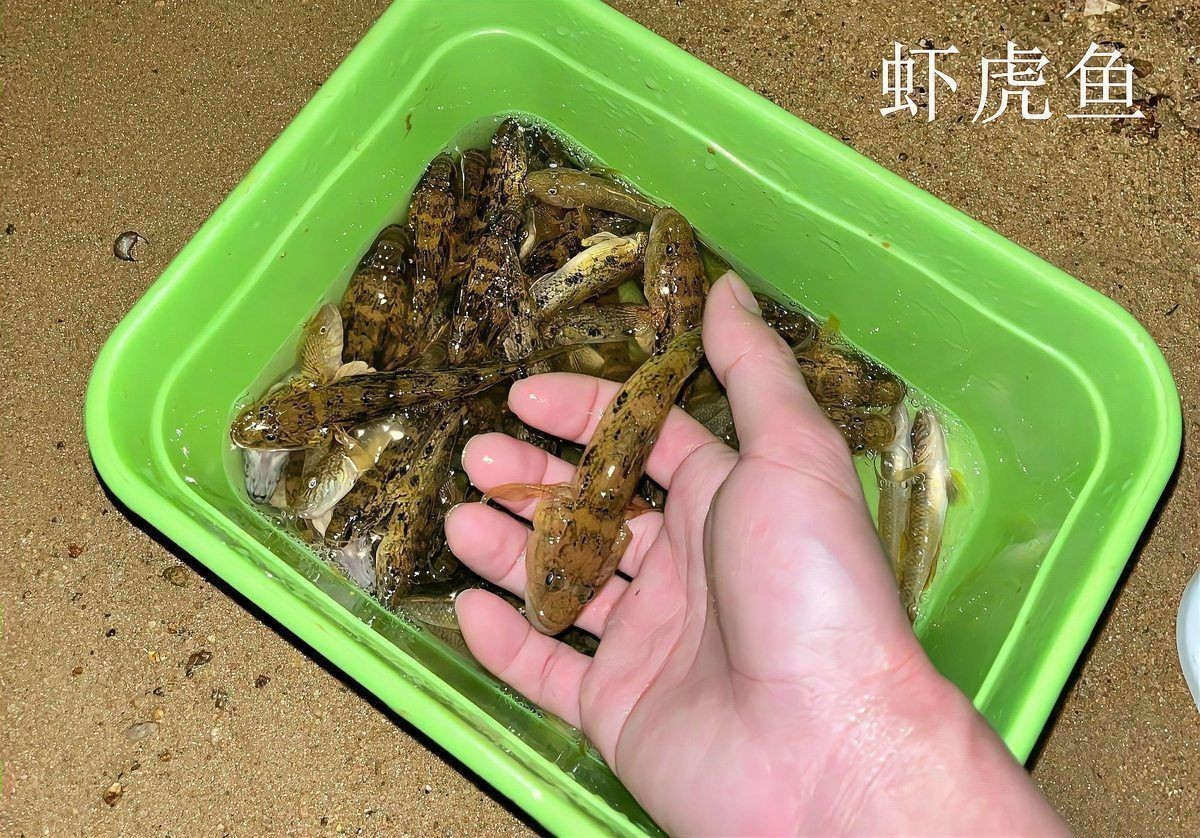 老虎魚是不是爬地虎的一種