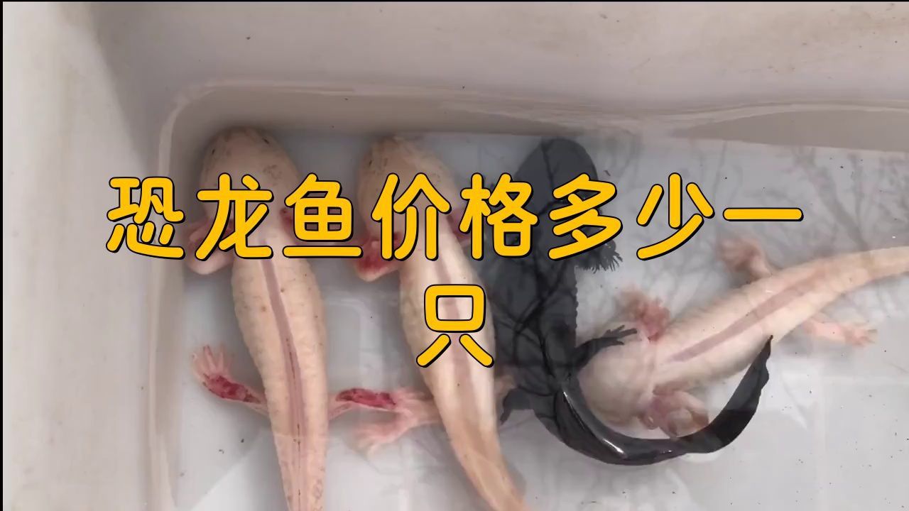 恐龍魚價格多少一只