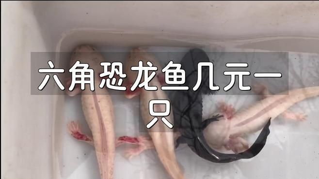 恐龍魚價格多少一只
