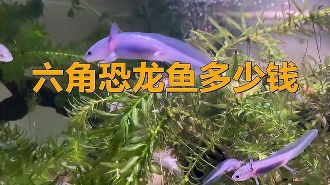 恐龍魚價格多少一只