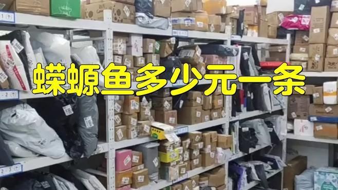 恐龍魚價格多少一只