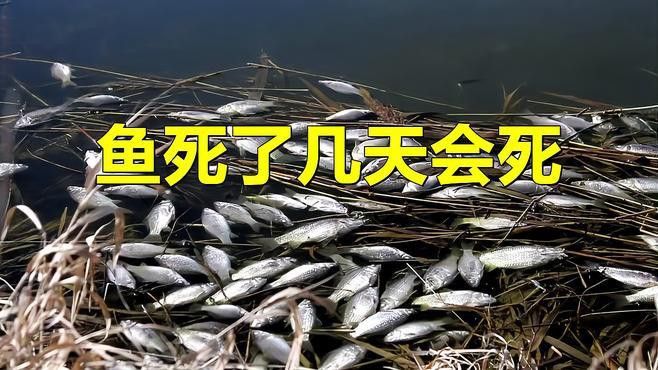 龍魚死后多久會腐爛？