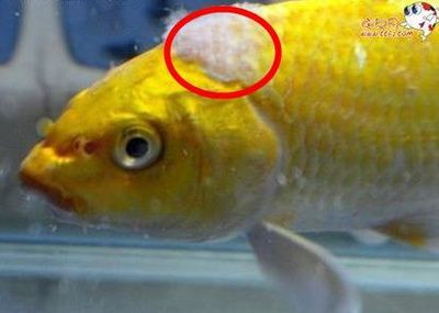 龍魚幼苗圖片大全