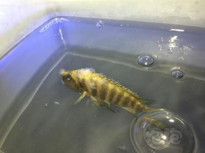 龍魚幼苗圖片大全