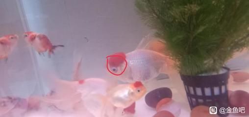 龍魚幼苗圖片大全