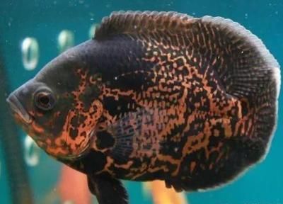 龍魚幼苗圖片大全