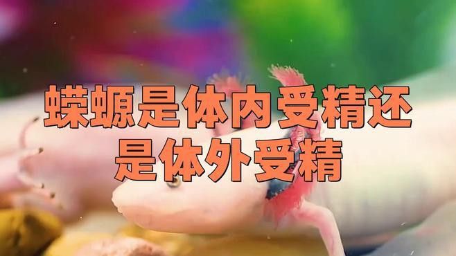如何判斷小火龍魚是否性成熟？