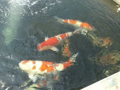 北京龍魚祥龍魚場（北京龍魚祥龍魚場怎么樣） 北京龍魚祥龍魚場（北京龍魚祥龍魚場怎么樣） 龍魚百科 第4張