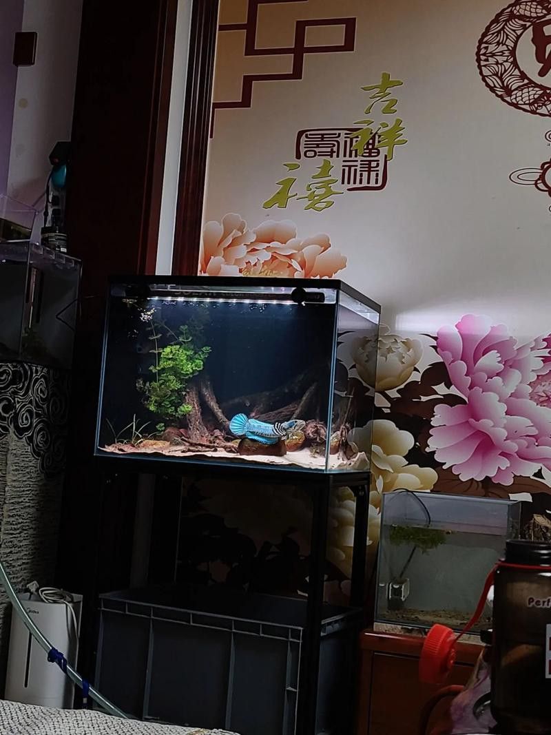 紅色的雷龍魚圖片欣賞