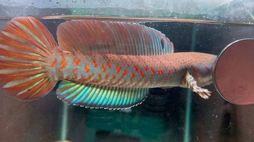 紅色的雷龍魚圖片欣賞