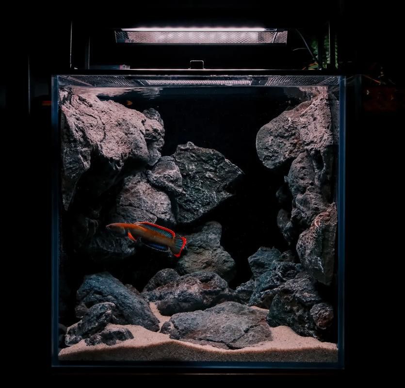 紅色的雷龍魚圖片欣賞