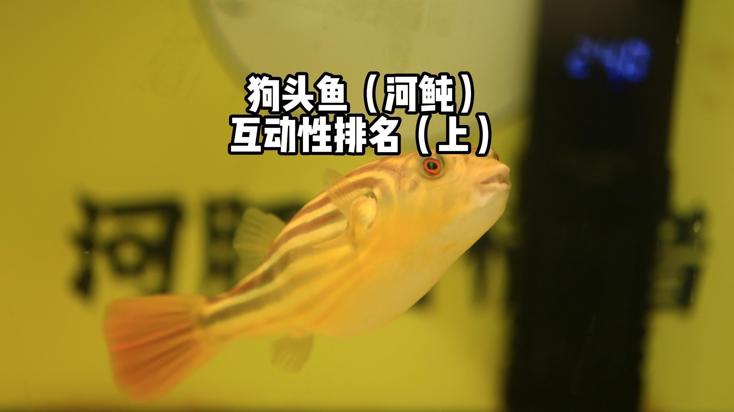 哪種狗頭魚最兇猛